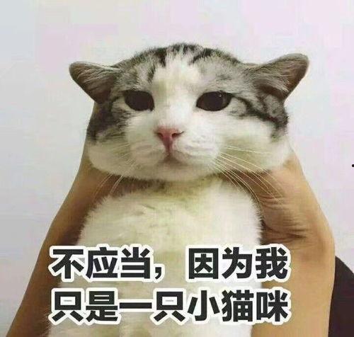 娱乐吃瓜小猫咪小说
